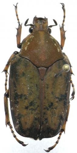 Pseudinca fischeri