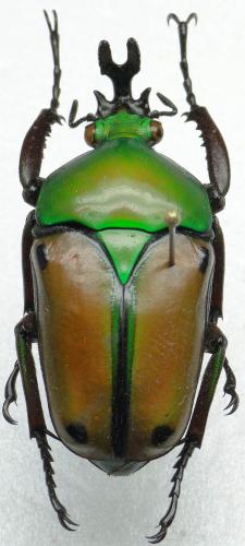 Réf. 83 187 : Eudicella colmanti