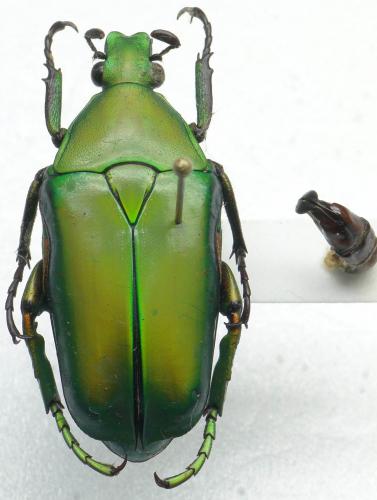 Caelorrhina thoreyi
