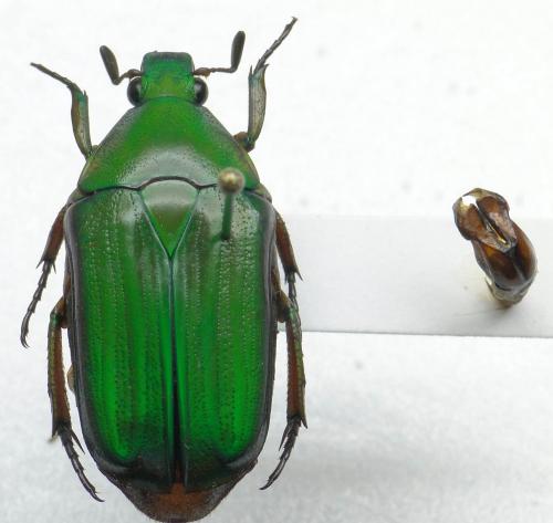 Réf. 83 291 : Ptychodesthes bicostata