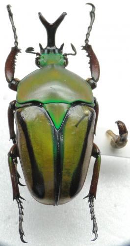 Eudicella daphnis daphnis