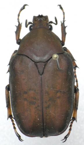 Pseudinca fischeri