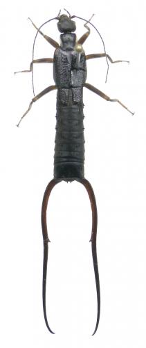 Réf. 83 274 : Forcipula gariazzi