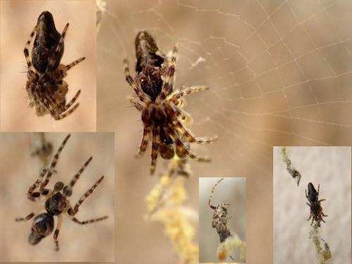 Cyclosa sp.