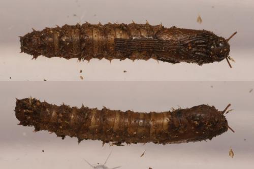 Réf. 83 631 : Tipula sp.