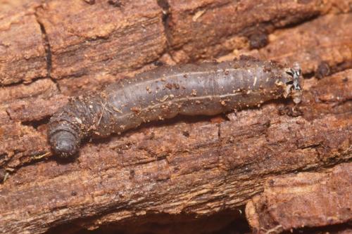 Tipula sp.