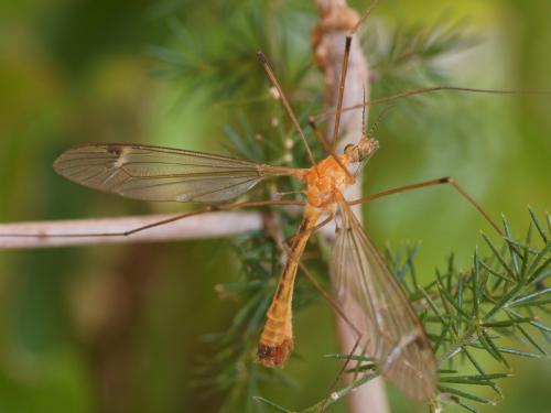 Tipula sp.