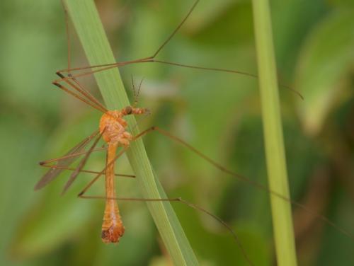 Tipula sp.