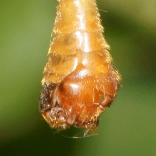 Tipula sp.