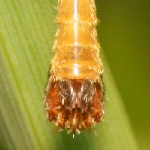 Tipula sp.