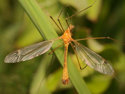 Tipula sp.