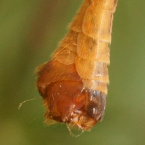 Tipula sp.