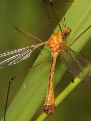 Tipula sp.