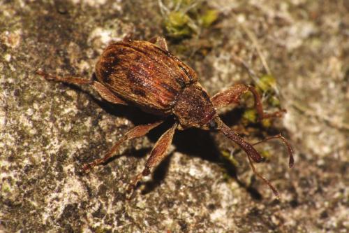 Réf. 83 485 : Anthonomus rectirostris