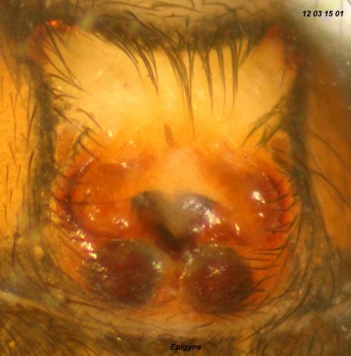 Zelotes clivicola