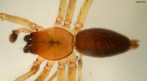 Réf. 83 788 : Clubiona pallidula