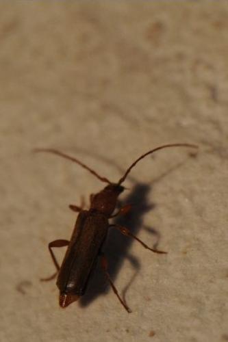 Réf. 83 262 : Phymatodes testaceus