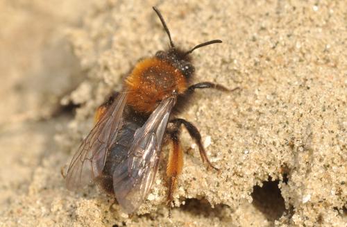 Réf. 83 683 : Andrena clarkella