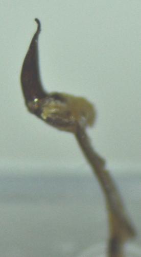 Dichotrachelus sp.