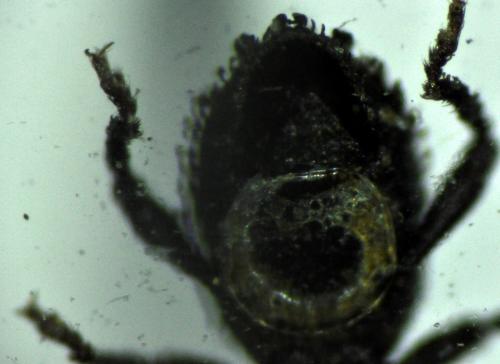 Dichotrachelus muscorum