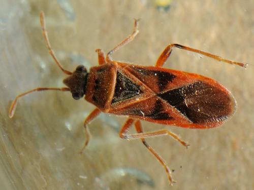 Arocatus roeselii
