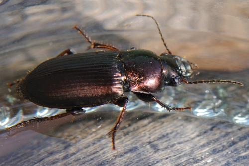 Réf. 83 070 : Harpalus distinguendus