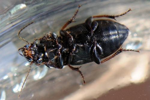 Réf. 83 026 : Harpalus distinguendus