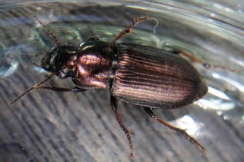 Réf. 83 025 : Harpalus distinguendus