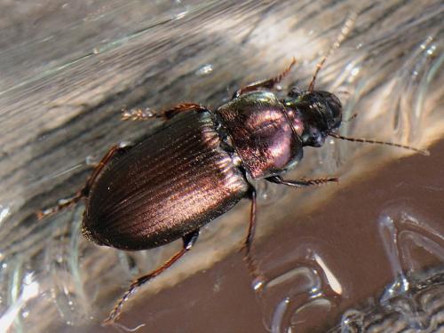 Réf. 83 069 : Harpalus distinguendus