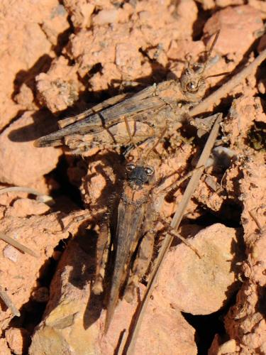 Réf. 83 268 : Acrotylus sp.