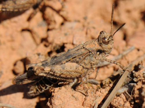 Réf. 83 269 : Acrotylus sp.