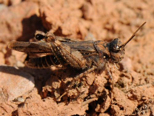 Réf. 83 271 : Acrotylus sp.