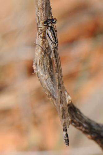 Enallagma cyathigerum