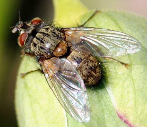 Phryno vetula