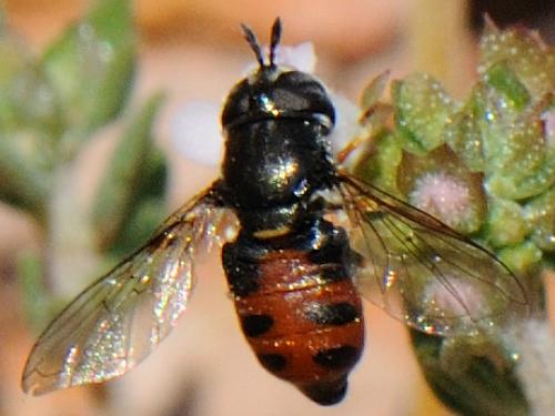 Paragus sp.