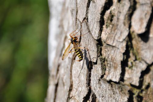 Réf. 83 261 : Ctenophora flaveolata