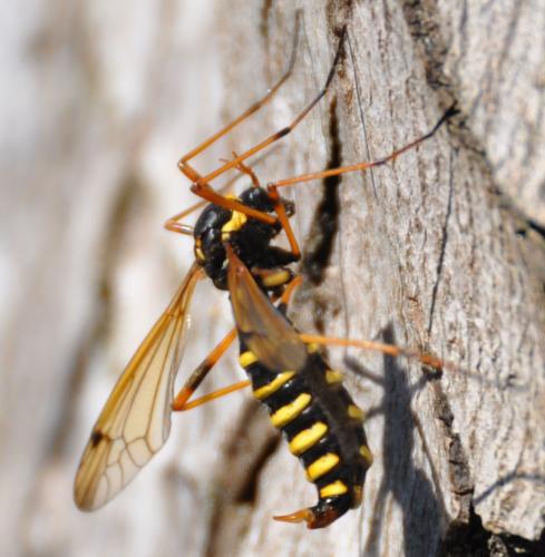 Ctenophora flaveolata