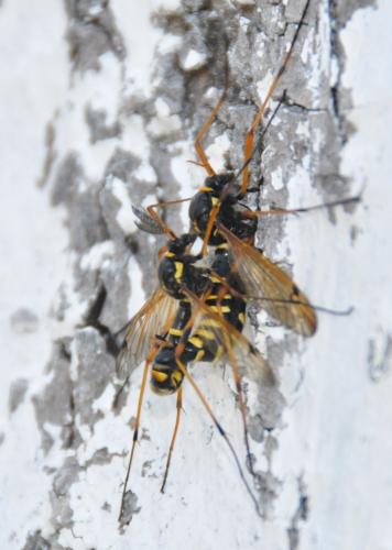 Réf. 83 279 : Ctenophora flaveolata