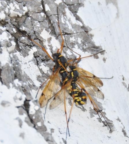 Ctenophora flaveolata