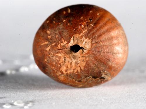 Temnothorax nylanderi
