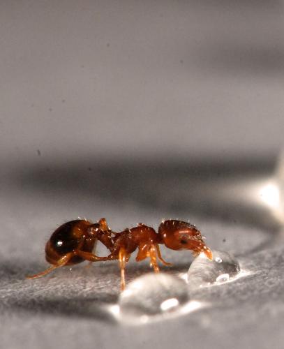 Temnothorax nylanderi