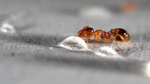 Temnothorax nylanderi