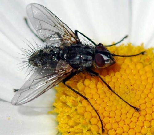 Bithia sp.