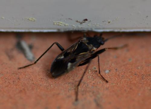 Rhyparochromus vulgaris