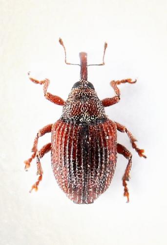 Coeliodinus rubicundus