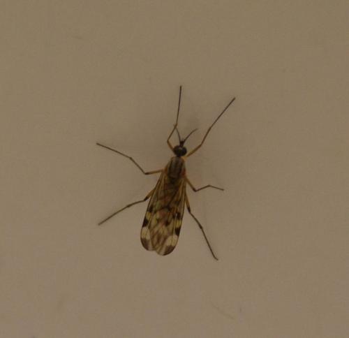 Sylvicola sp.