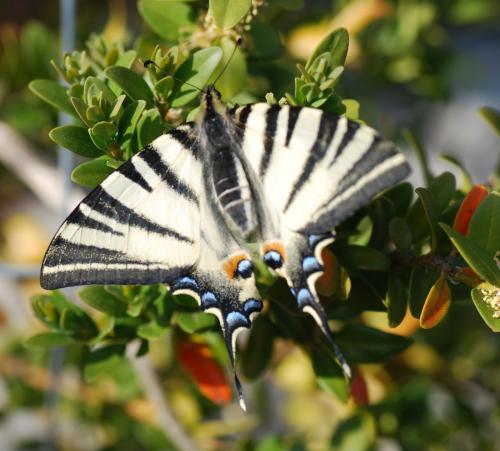 Iphiclides podalirius