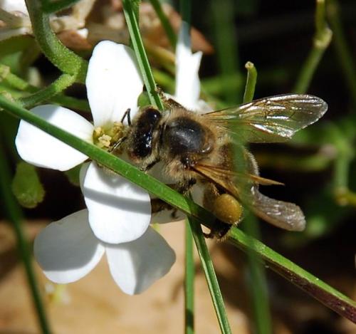 Réf. 83 784 : Apis mellifera