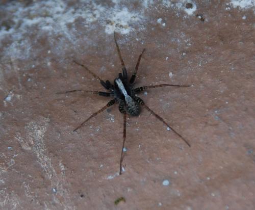 Pardosa sp.