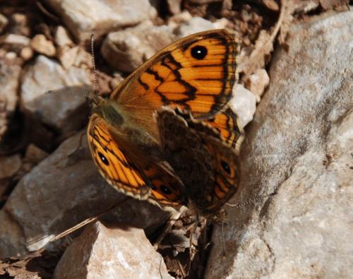 Lasiommata megera